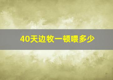 40天边牧一顿喂多少