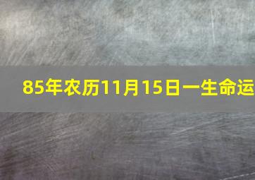 85年农历11月15日一生命运