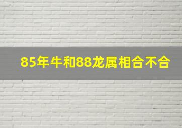 85年牛和88龙属相合不合