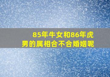 85年牛女和86年虎男的属相合不合婚姻呢