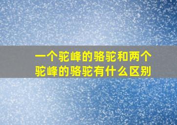 一个驼峰的骆驼和两个驼峰的骆驼有什么区别