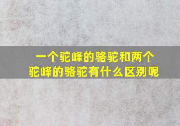 一个驼峰的骆驼和两个驼峰的骆驼有什么区别呢