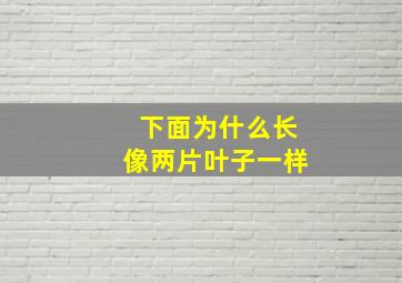 下面为什么长像两片叶子一样