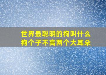 世界最聪明的狗叫什么狗个子不高两个大耳朵