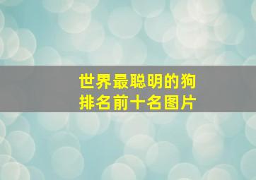 世界最聪明的狗排名前十名图片