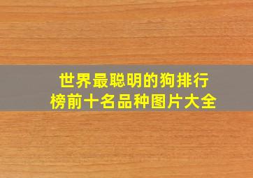 世界最聪明的狗排行榜前十名品种图片大全