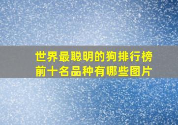 世界最聪明的狗排行榜前十名品种有哪些图片