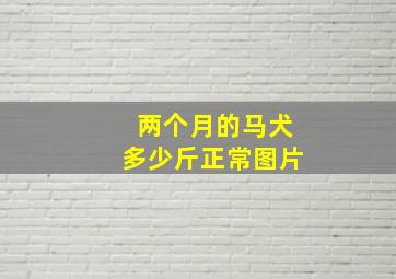 两个月的马犬多少斤正常图片