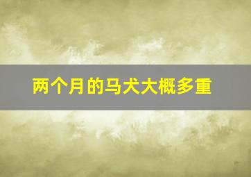 两个月的马犬大概多重