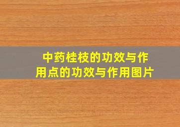 中药桂枝的功效与作用点的功效与作用图片