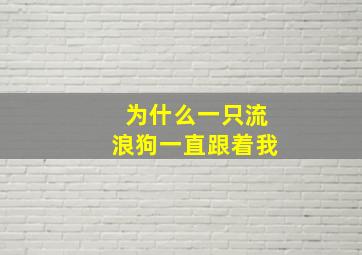 为什么一只流浪狗一直跟着我