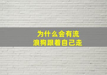 为什么会有流浪狗跟着自己走