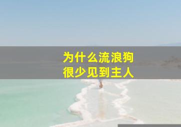 为什么流浪狗很少见到主人