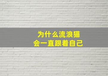 为什么流浪猫会一直跟着自己