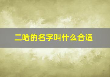 二哈的名字叫什么合适