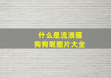 什么是流浪猫狗狗呢图片大全