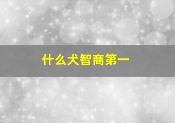 什么犬智商第一