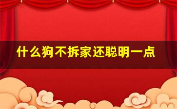 什么狗不拆家还聪明一点