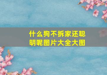 什么狗不拆家还聪明呢图片大全大图