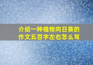 介绍一种植物向日葵的作文五百字左右怎么写