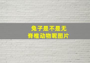 兔子是不是无脊椎动物呢图片