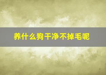 养什么狗干净不掉毛呢