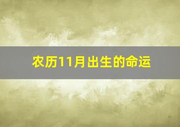 农历11月出生的命运