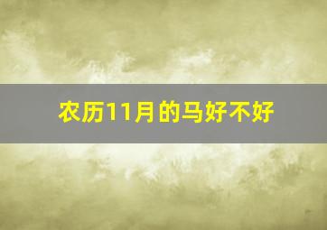 农历11月的马好不好