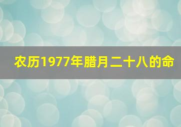 农历1977年腊月二十八的命