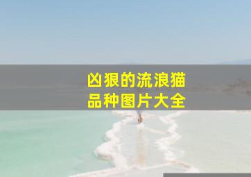 凶狠的流浪猫品种图片大全