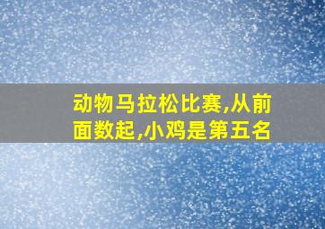 动物马拉松比赛,从前面数起,小鸡是第五名