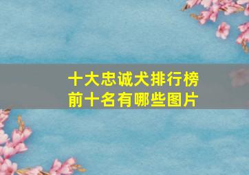 十大忠诚犬排行榜前十名有哪些图片