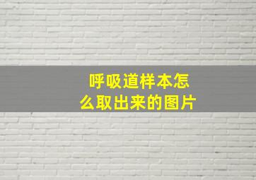 呼吸道样本怎么取出来的图片