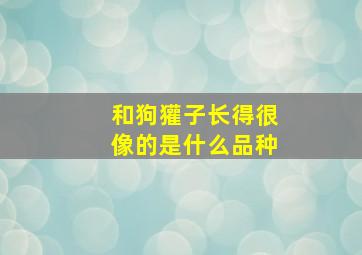 和狗獾子长得很像的是什么品种