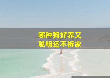 哪种狗好养又聪明还不拆家