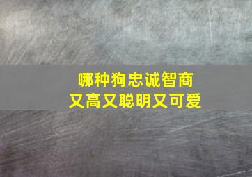 哪种狗忠诚智商又高又聪明又可爱