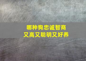 哪种狗忠诚智商又高又聪明又好养