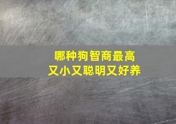 哪种狗智商最高又小又聪明又好养