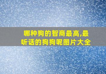 哪种狗的智商最高,最听话的狗狗呢图片大全