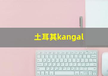 土耳其kangal