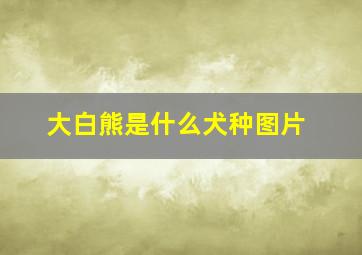 大白熊是什么犬种图片