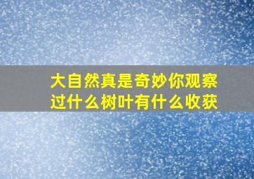 大自然真是奇妙你观察过什么树叶有什么收获