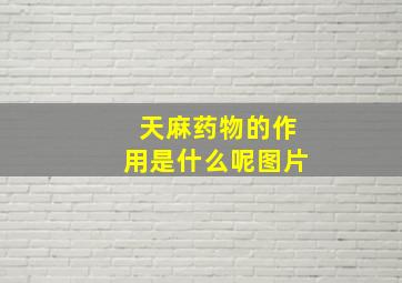 天麻药物的作用是什么呢图片