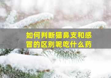 如何判断猫鼻支和感冒的区别呢吃什么药