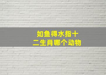 如鱼得水指十二生肖哪个动物