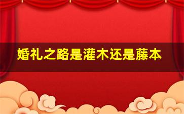 婚礼之路是灌木还是藤本