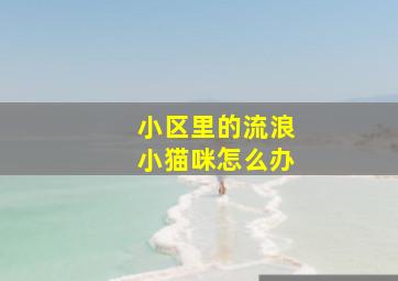 小区里的流浪小猫咪怎么办