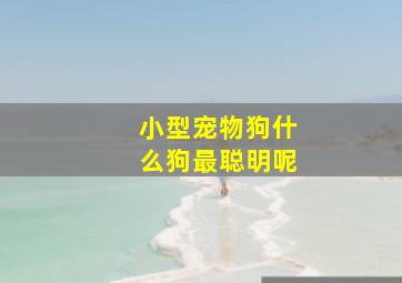 小型宠物狗什么狗最聪明呢