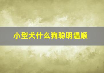 小型犬什么狗聪明温顺