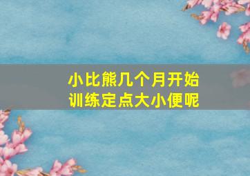 小比熊几个月开始训练定点大小便呢